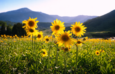 Golden wildflowers in evening light Golden wildflowers in evening light